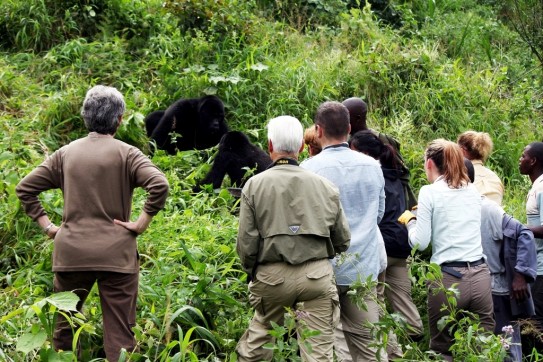 gorilla-trekking-in-a-group