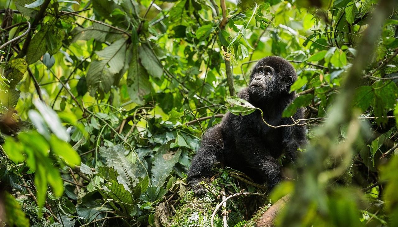 A-juvenile-mountain-gorilla- in-its-natural-home