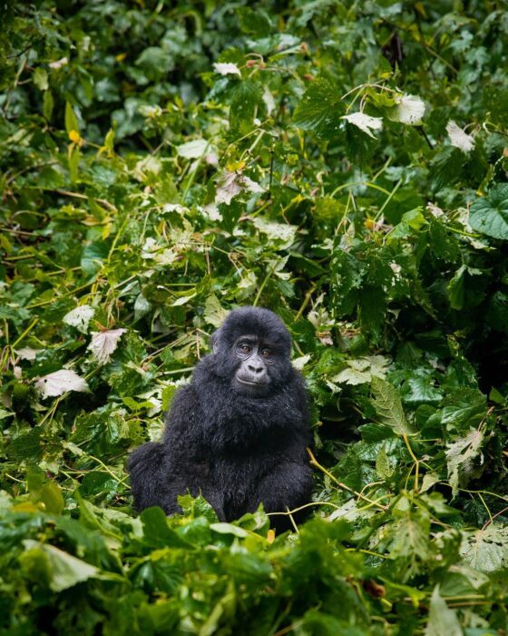 A-Juvenile-mountain-gorilla-in-Rwanda-Volcanoes